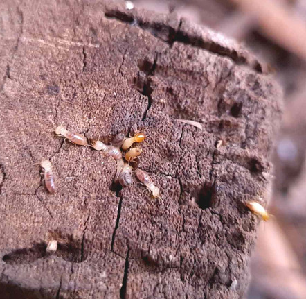 Travaux de charpente à Viarmes (95270) dans le Val d'Oise (95)